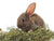 The First CPD Training Module for SQP's on Rabbit Diet