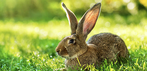 A continental giant rabbit, with rather large ears!