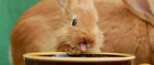 A cute little rabbit with tongue out while drinking from a bowl